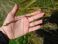 Machaerina rubiginosa