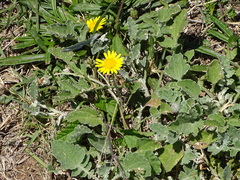 Arctotis arctotoides