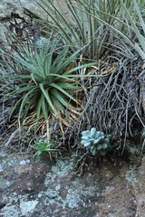 Pachyphytum oviferum