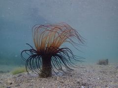 Pachycerianthus solitarius