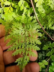 Leptolepia novae-zelandiae