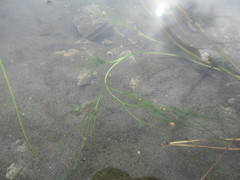 Ranunculus kauffmannii
