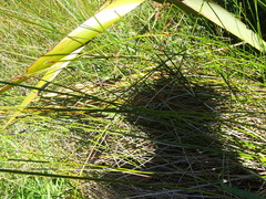 Machaerina rubiginosa