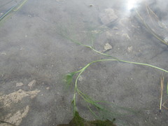 Ranunculus kauffmannii