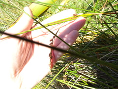 Machaerina rubiginosa