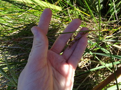 Machaerina rubiginosa