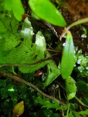 Leptolepia novae-zelandiae