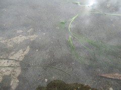 Ranunculus kauffmannii