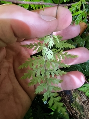 Leptolepia novae-zelandiae