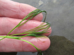 Ranunculus kauffmannii