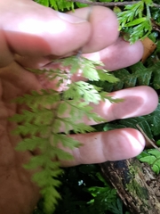 Leptolepia novae-zelandiae