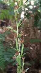 Platanthera holmboei