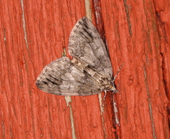 Hydriomena impluviata