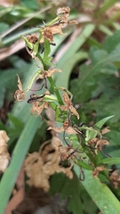 Platanthera holmboei