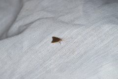 Homaloxestis multidentalis