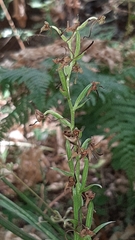 Platanthera holmboei