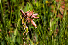 Aloe minima