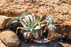 Aloe suprafoliata