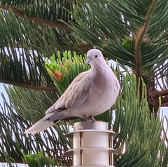 Streptopelia decaocto