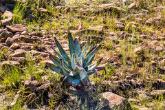 Aloe suprafoliata