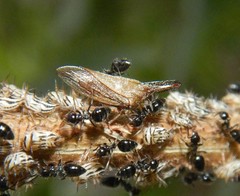 Aconophora compressa