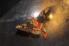 Citheronia brissotii