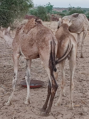 Dromedary Camel