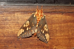 Citheronia brissotii