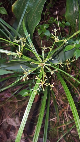 Cyperus balfourii