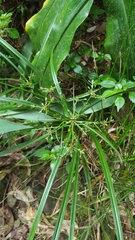 Cyperus longifolius