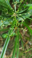 Cyperus longifolius