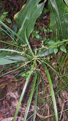 Cyperus longifolius