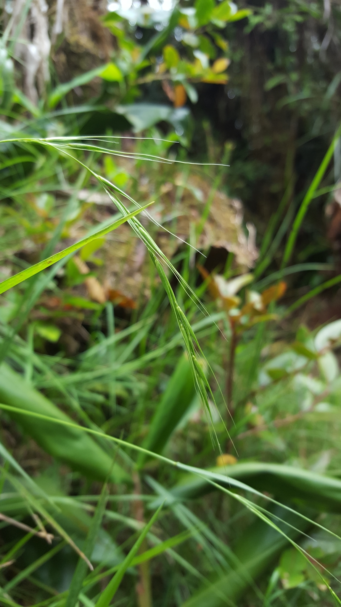 (c) François Rousseu, certains droits réservés (CC BY-NC) https://www.inaturalist.org/observations/101817300