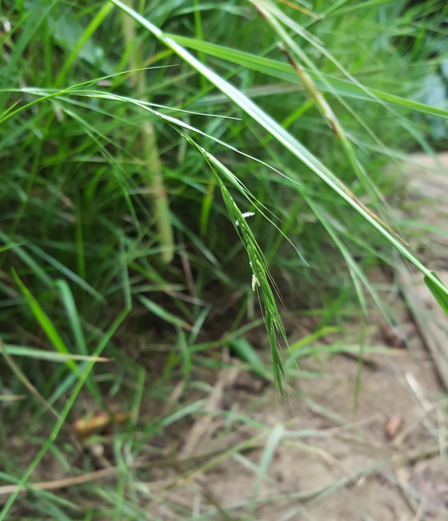 (c) François Rousseu, certains droits réservés (CC BY-NC) https://www.inaturalist.org/observations/101817300