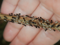 Aconophora compressa