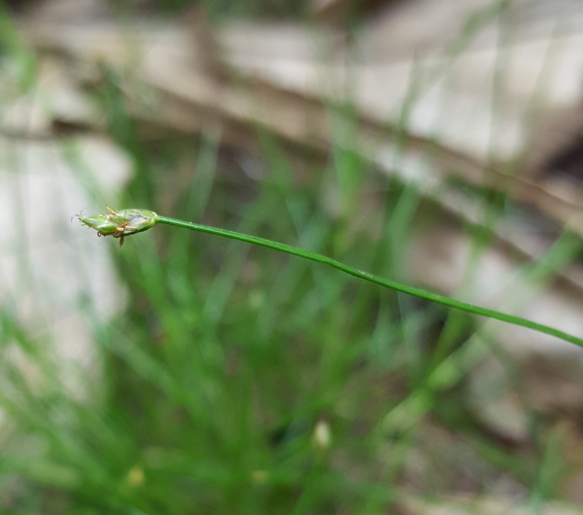 (c) François Rousseu, certains droits réservés (CC BY-NC) https://www.inaturalist.org/observations/101817316
