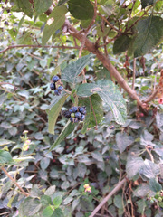 Lantana