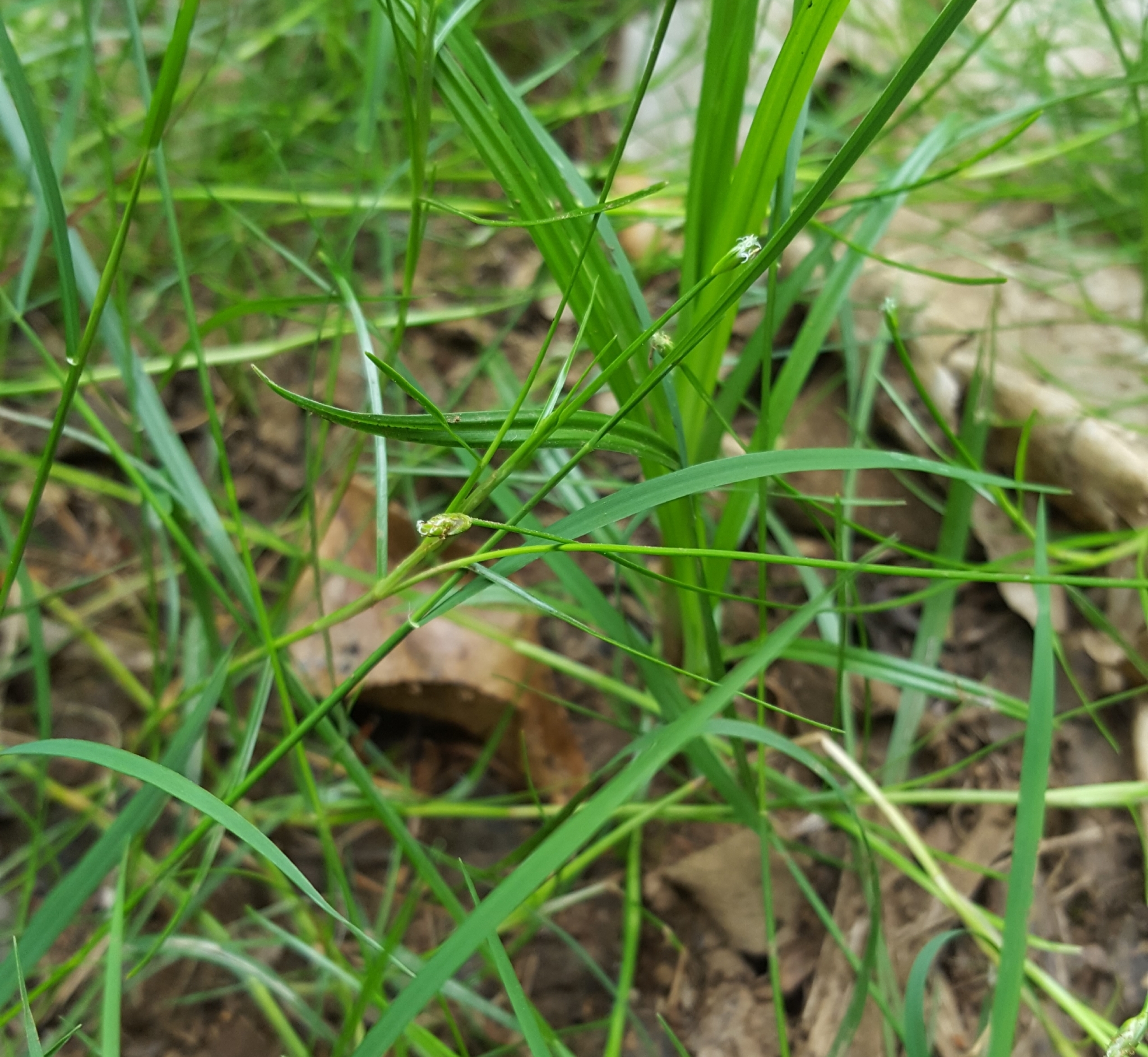 (c) François Rousseu, certains droits réservés (CC BY-NC) https://www.inaturalist.org/observations/101817316
