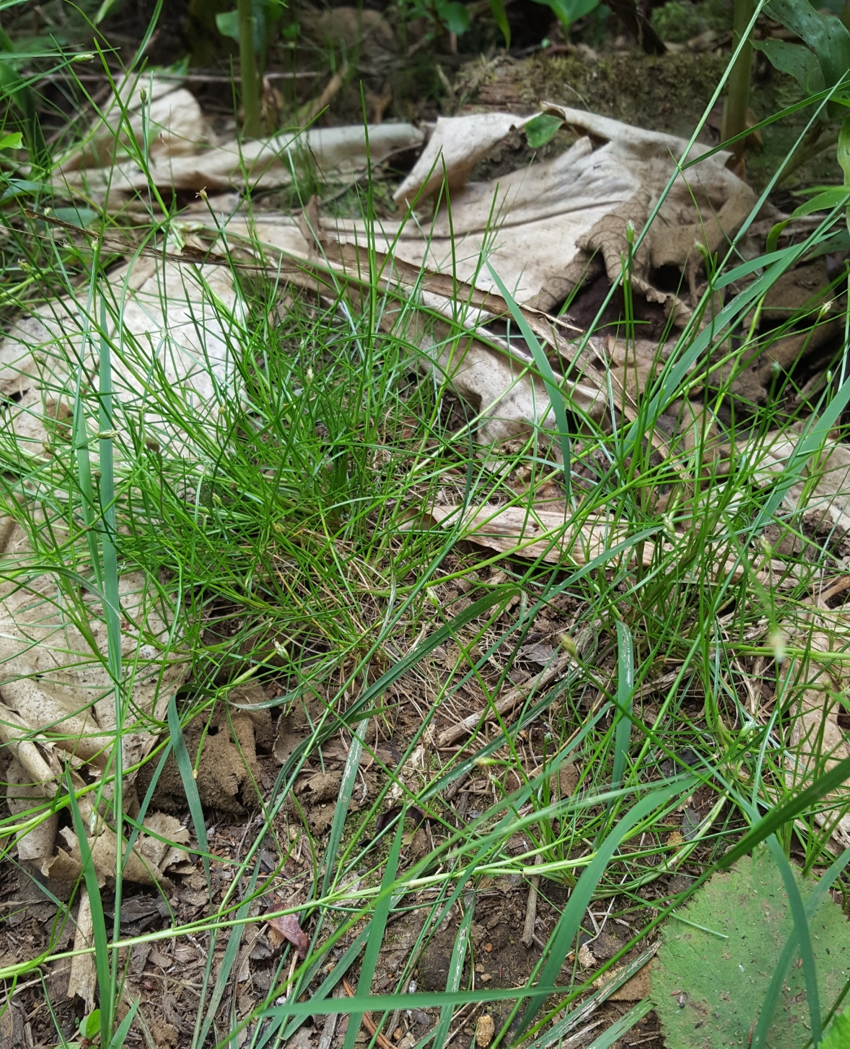 (c) François Rousseu, certains droits réservés (CC BY-NC) https://www.inaturalist.org/observations/101817316