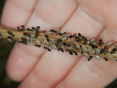 Aconophora compressa