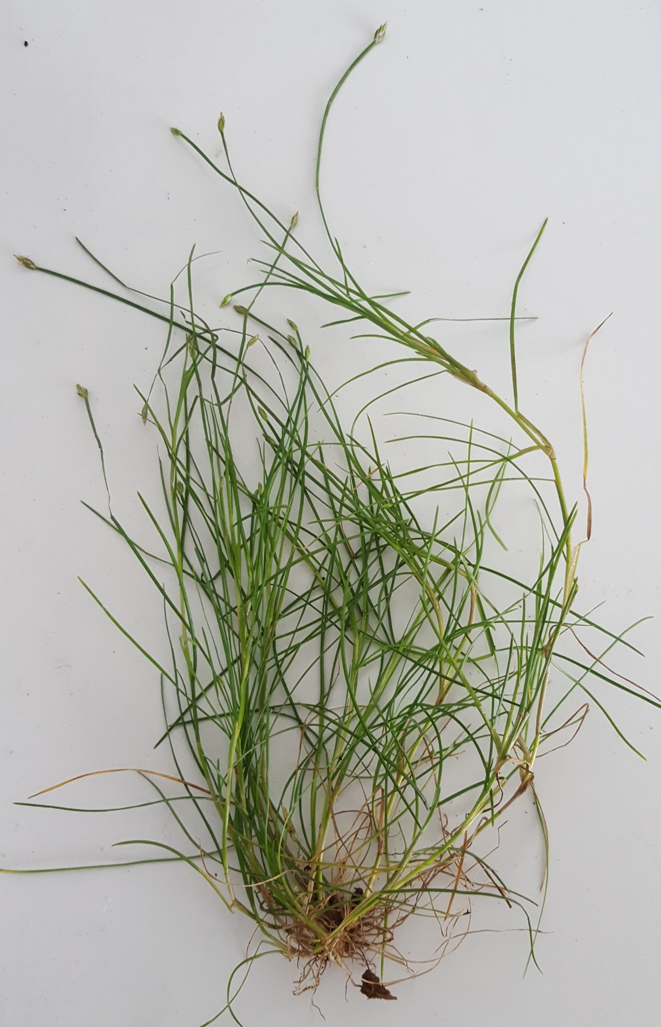 (c) François Rousseu, certains droits réservés (CC BY-NC) https://www.inaturalist.org/observations/101817316
