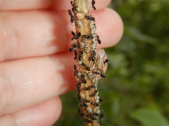 Aconophora compressa