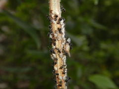 Aconophora compressa