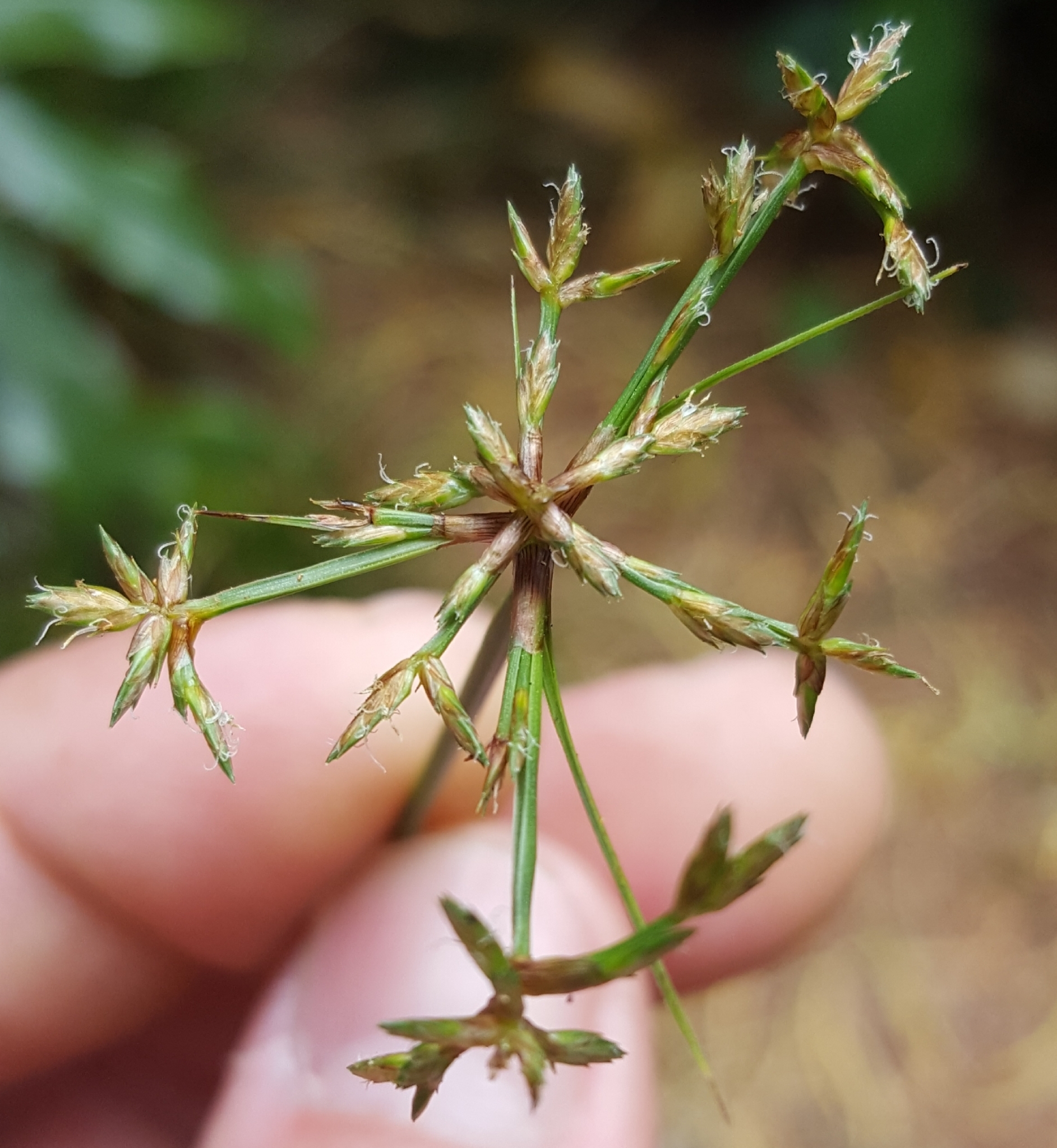 (c) François Rousseu, certains droits réservés (CC BY-NC) https://www.inaturalist.org/observations/101817367
