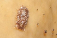 Exosphaeroma