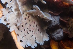 Adeonellopsis