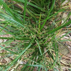 Cyperus longifolius