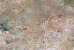 Spondyliosoma emarginatum