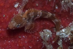 Chalaroderma capito