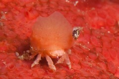 Pseudodromia latens